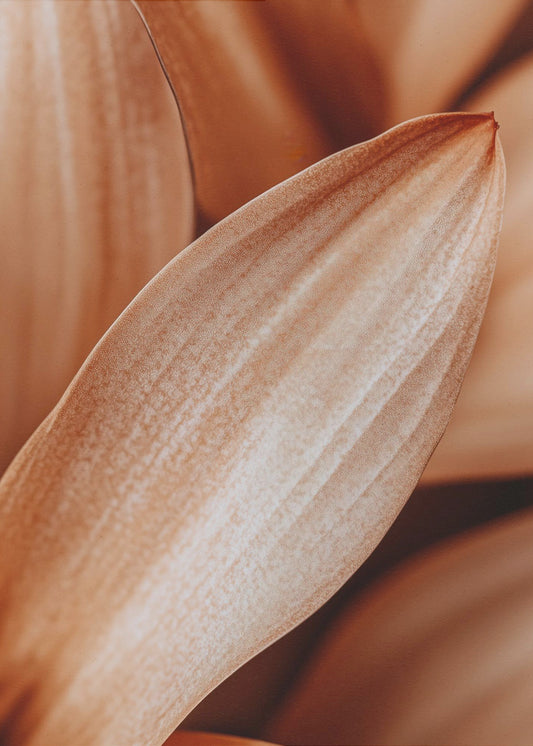 Amber Petal Elegance | Poster