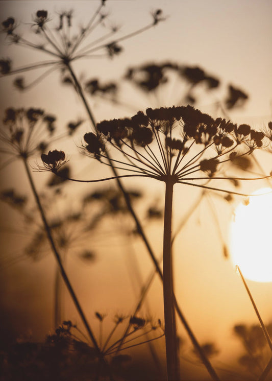 Golden Hour 1 | Canvas