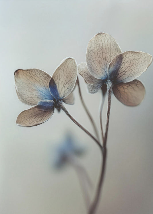 Whispers of Petals | Poster