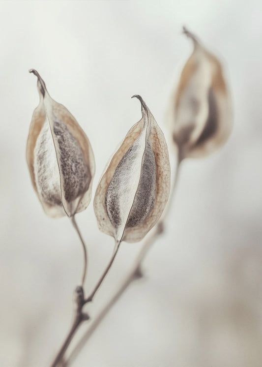 Whispering Pods | Poster