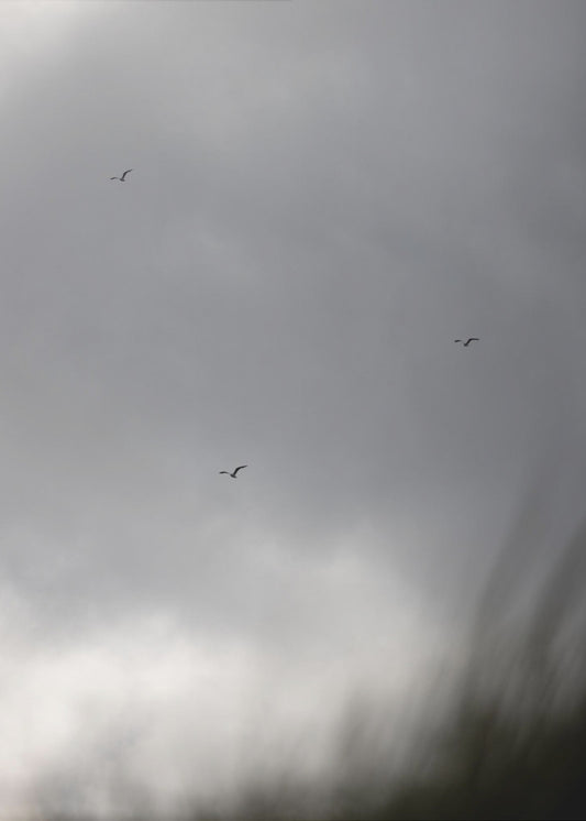 Birds and Clouds 2 | Canvas