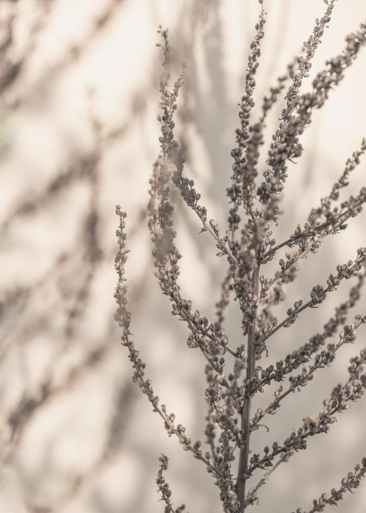 Summer Shadows 7X | Poster