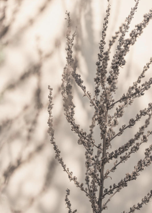 Summer Shadows 7X | Canvas