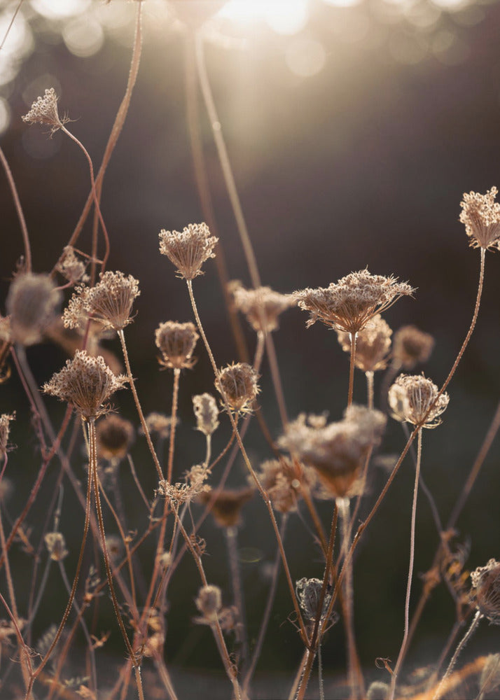 Warm Winter Light 2 | Poster