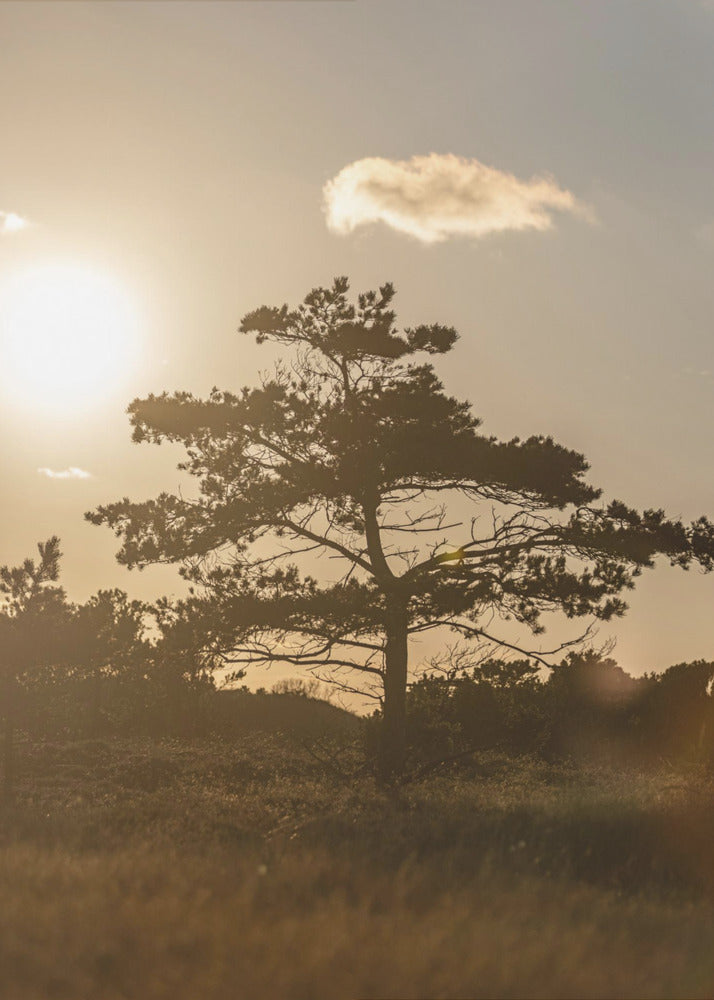 Tree In the Dunes 1 | Canvas