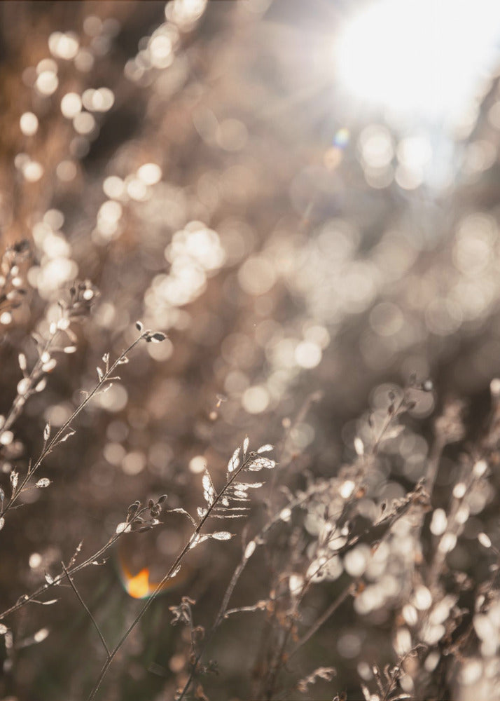 Warm Winter Light 6 | Canvas