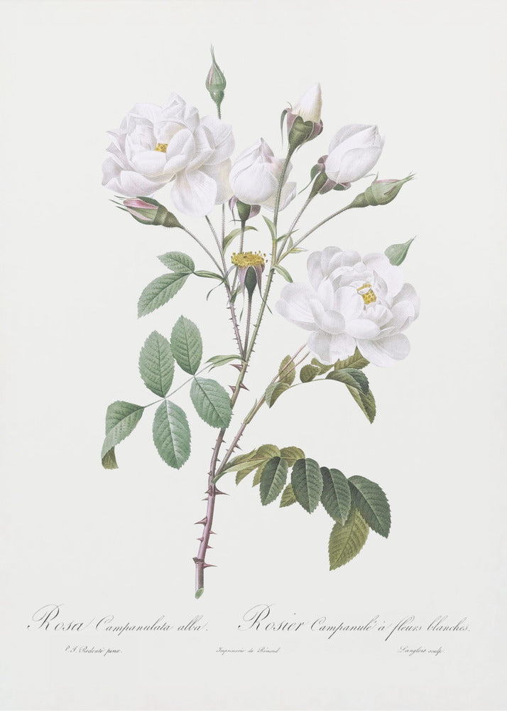 Rosa Gallica Pontiana, Les Roses (1817–1824) | Canvas