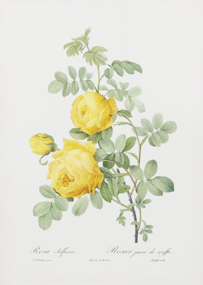 Rosa Hemisphaerica, Les Roses (1817–1824) | Canvas