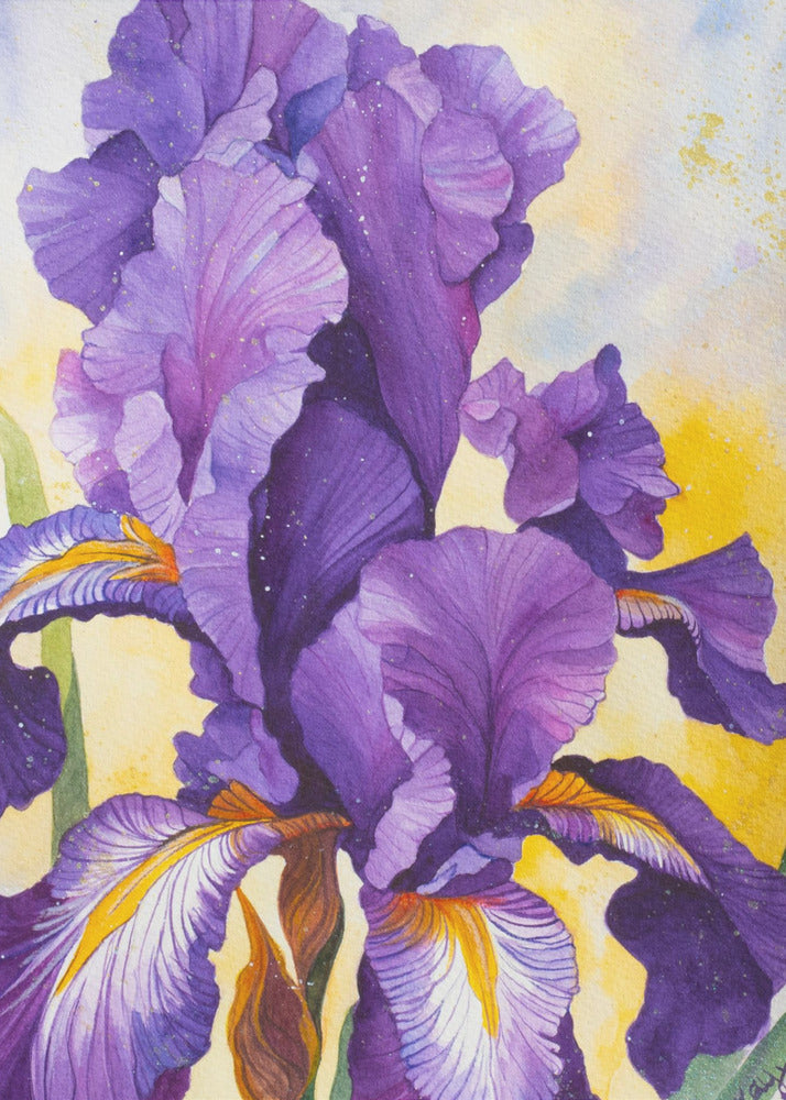 Iris Watercolour | Canvas