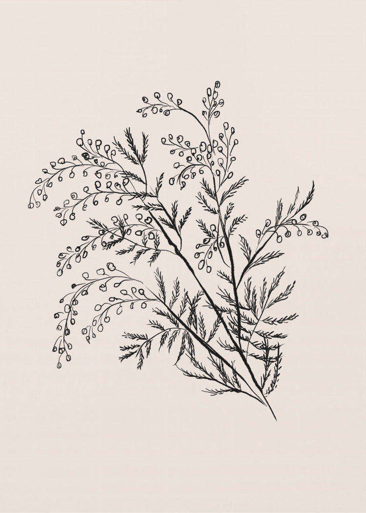 Acacia Botanical Branch | Poster