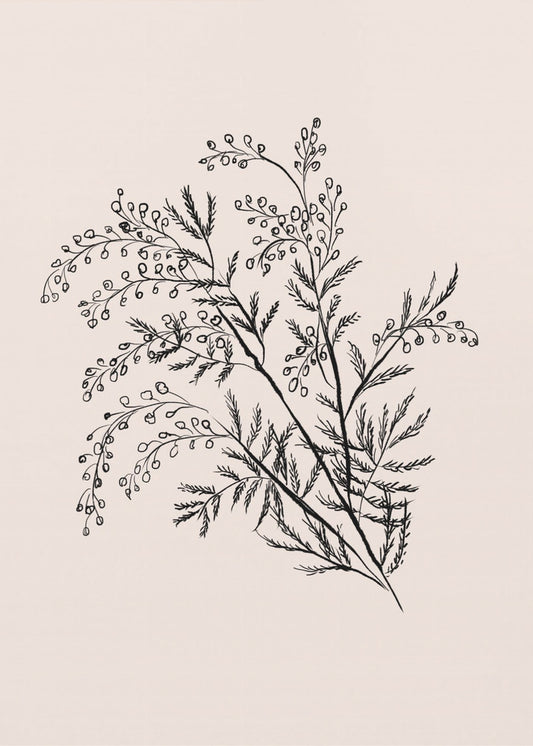 Acacia Botanical Branch | Poster