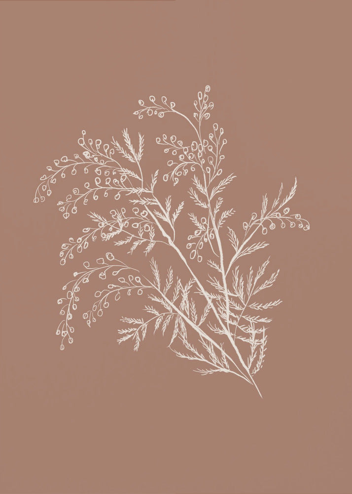 Acacia Botanical Branch | Canvas