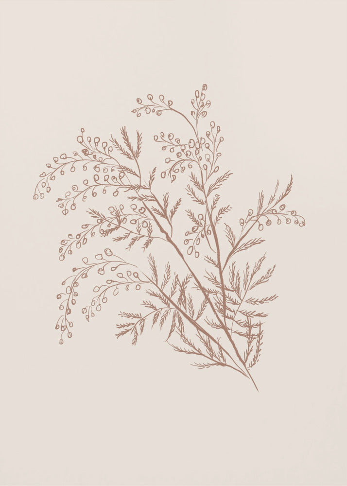 Acacia Botanical Branch | Canvas