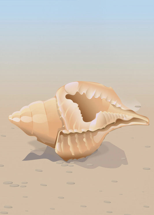 Seaside Shell | Canvas