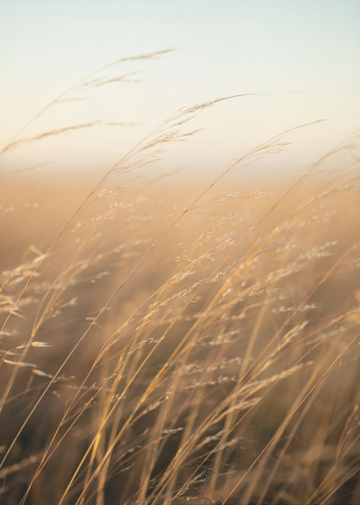 Golden Prairie Grass | Poster