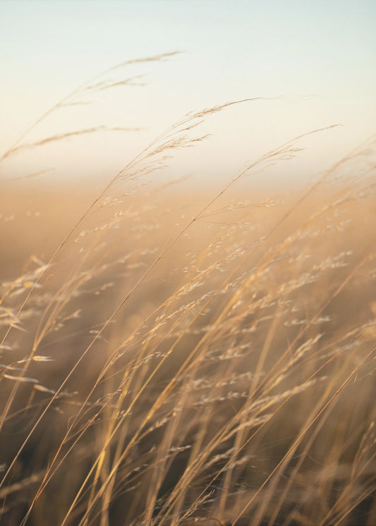 Golden Prairie Grass | Poster