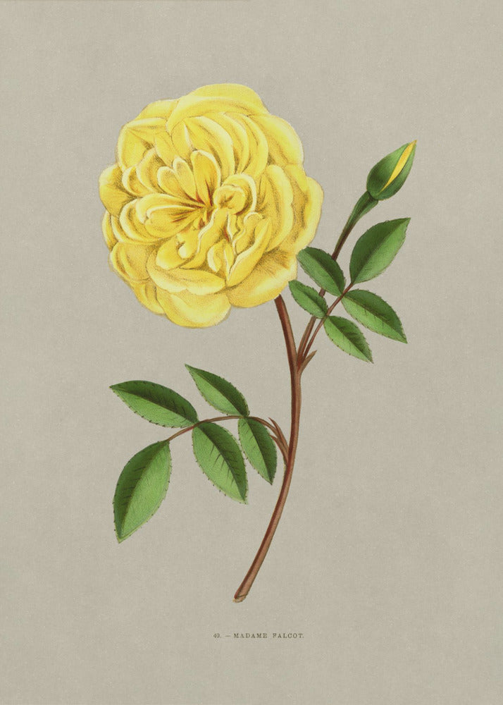 Rose Madame Falcot | Poster