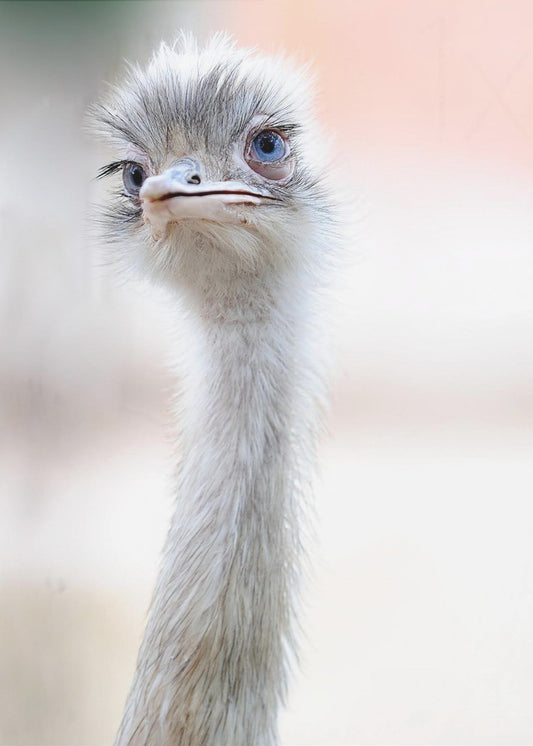 natural beauty | Canvas