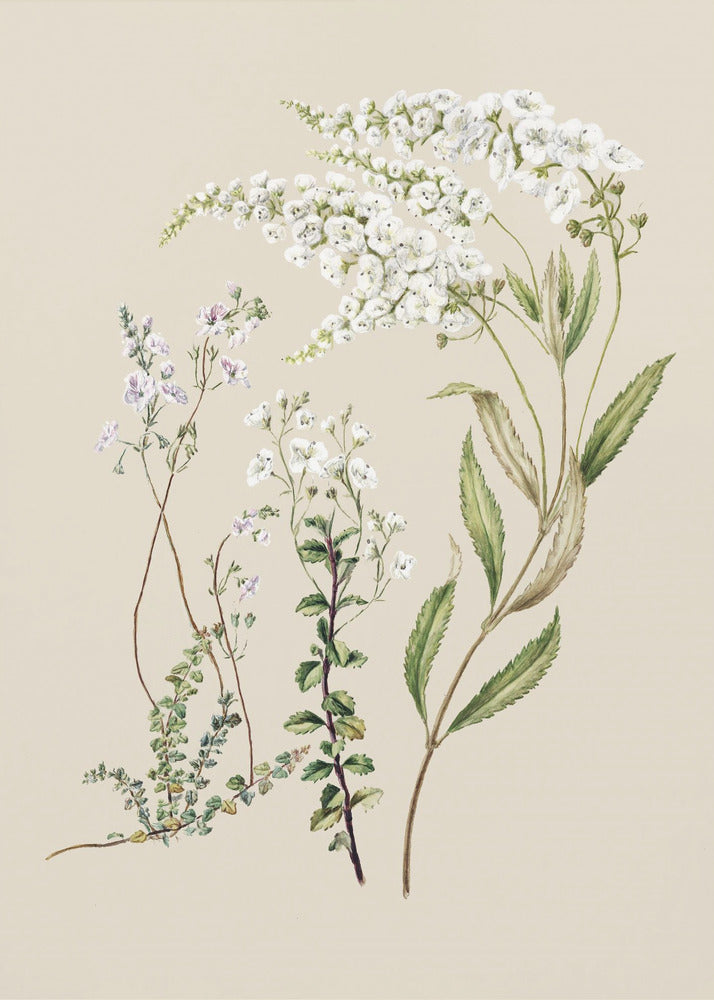 Veronica Drawn By Sarah Featon (1848–1927) | Poster