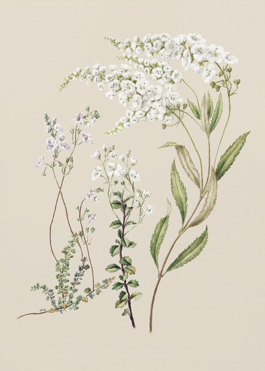 Veronica Drawn By Sarah Featon (1848–1927) | Canvas