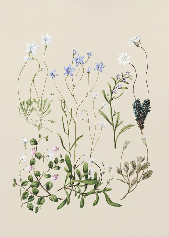 Wahlenbergias Drawn | Canvas