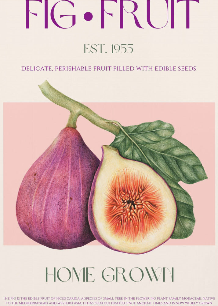 Vintage Fig Delight | Canvas