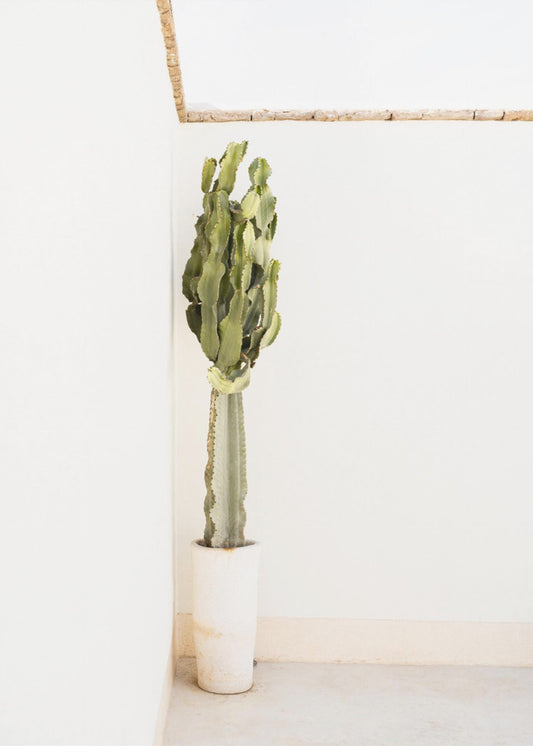 Bohemian Summer | Canvas