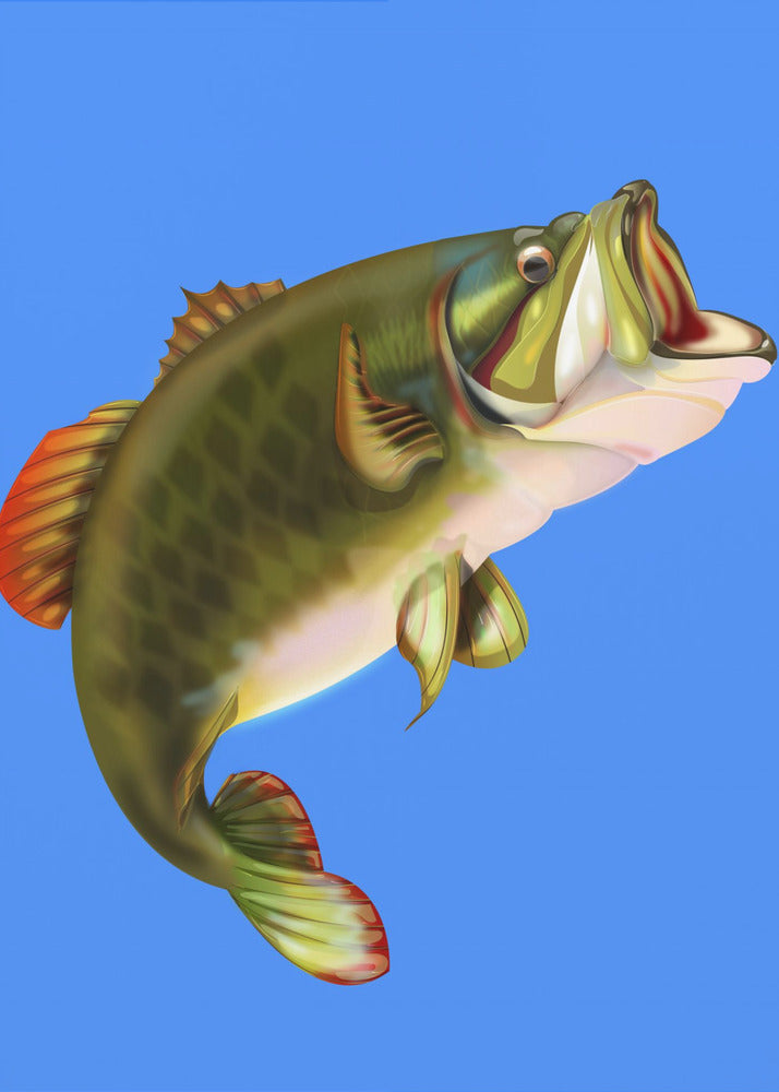 Bass Fish | Canvas