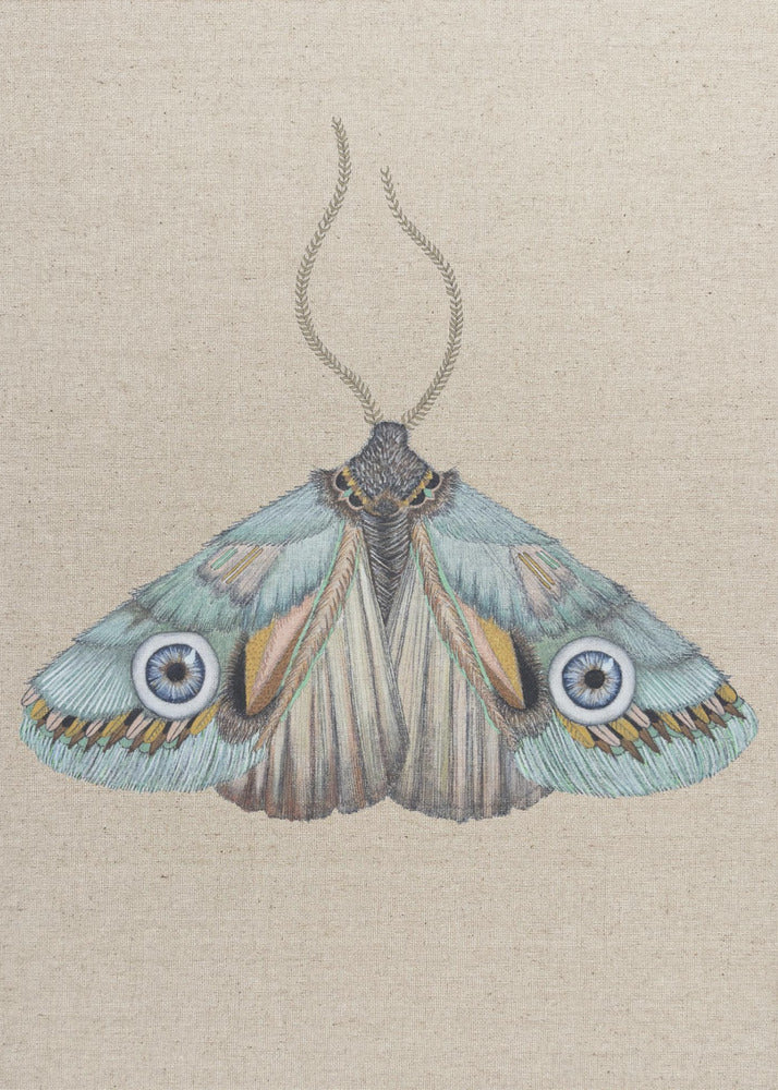 Moth | Canvas