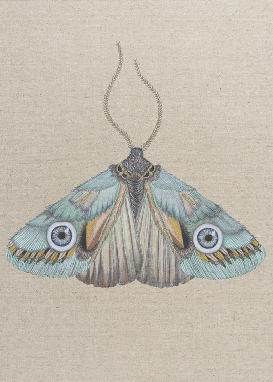 Moth | Canvas