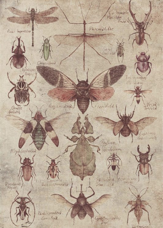 Vintage-style  Insects | Poster