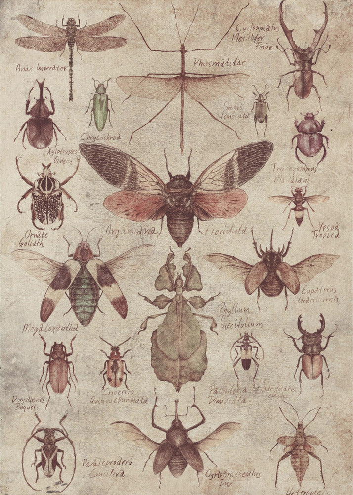 Vintage-style  Insects | Canvas