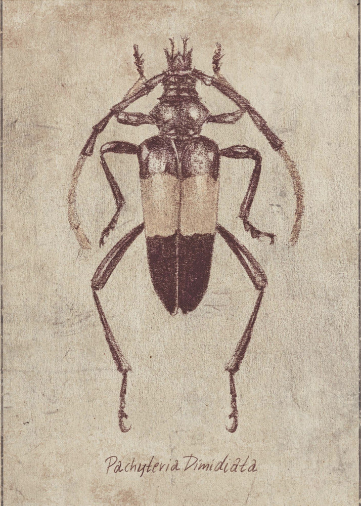 Vintage Insect Sketch | Canvas