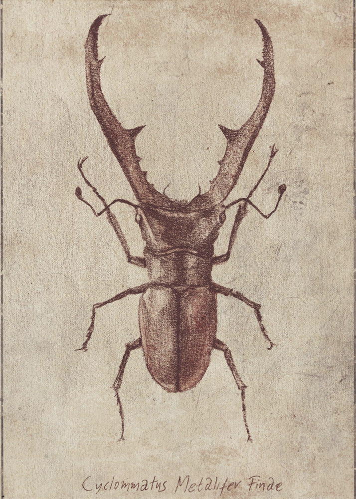 Antique Beetle Illustration | Canvas