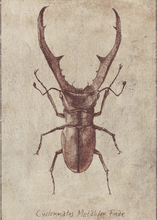 Antique Beetle Illustration | Canvas