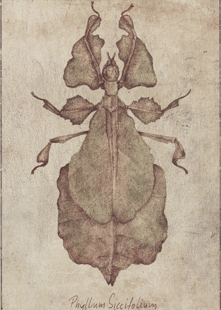 Phyllium Siccifolium Copy | Poster