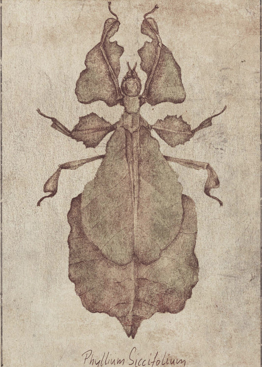 Phyllium Siccifolium Copy | Canvas