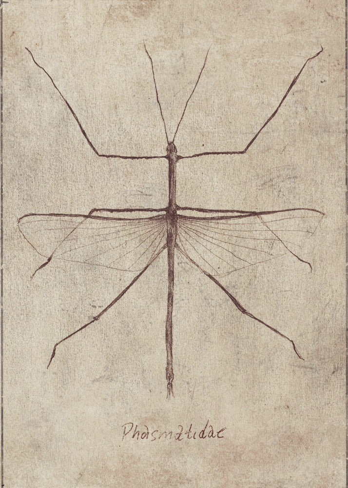 Vintage Entomology Sketch | Poster