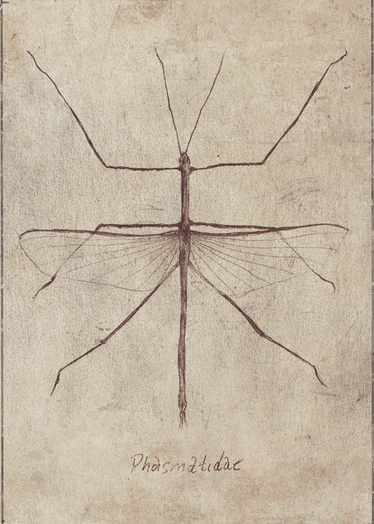 Vintage Entomology Sketch | Canvas