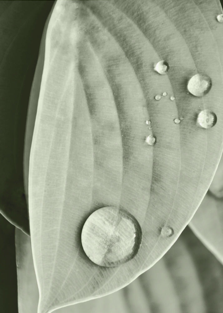 Dew on Leaf Elegance | Canvas