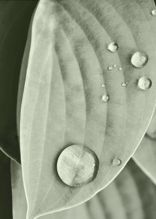 Dew on Leaf Elegance | Canvas