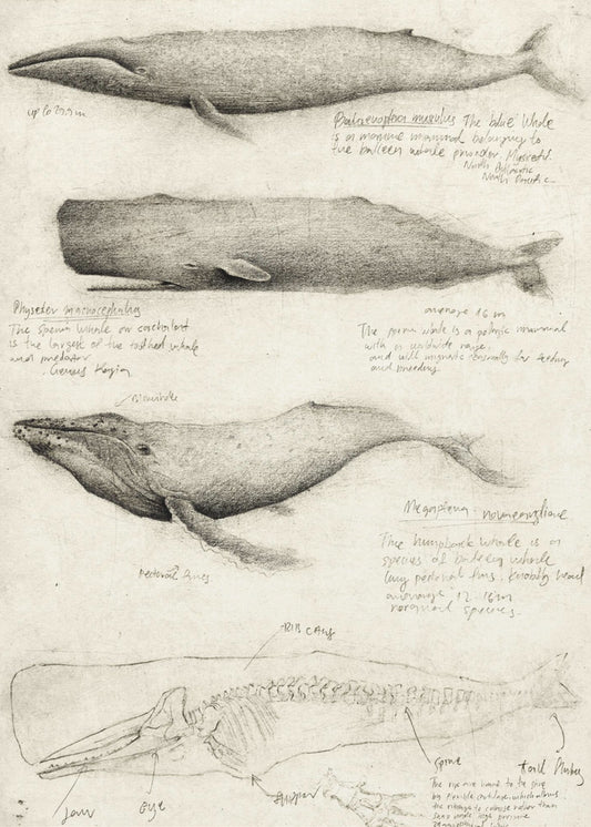 Sketches Of Various Whale | Poster