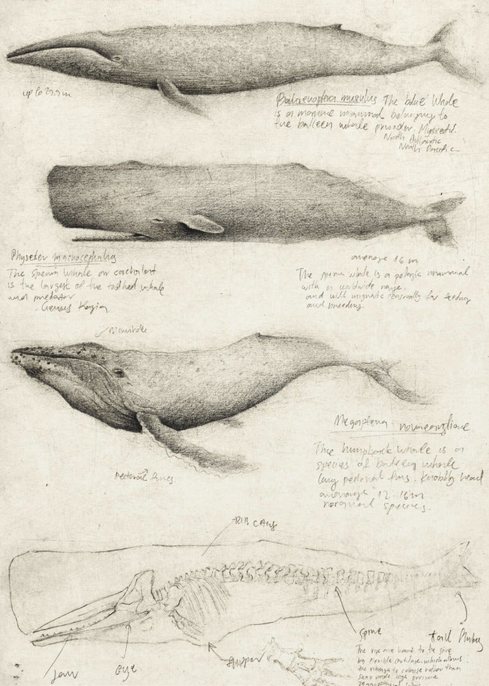Sketches Of Various Whale | Canvas