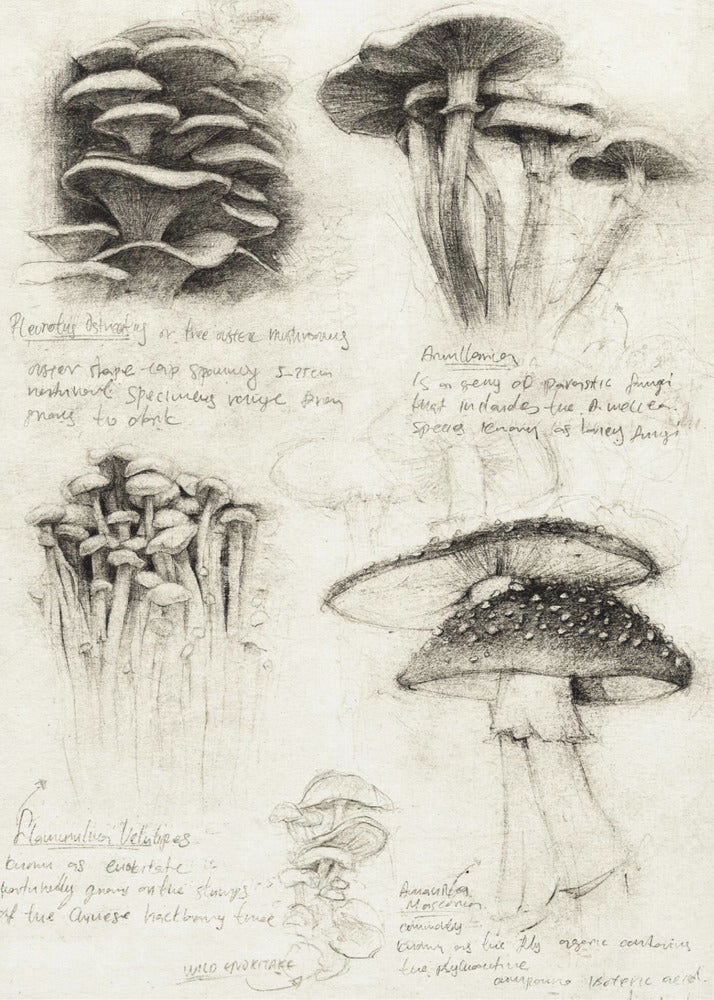 Various Botanical Mushrooms | Poster