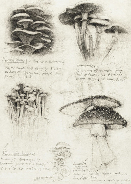 Various Botanical Mushrooms | Canvas