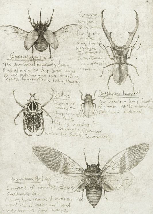 Sketches Of Beetles And Insects | Canvas