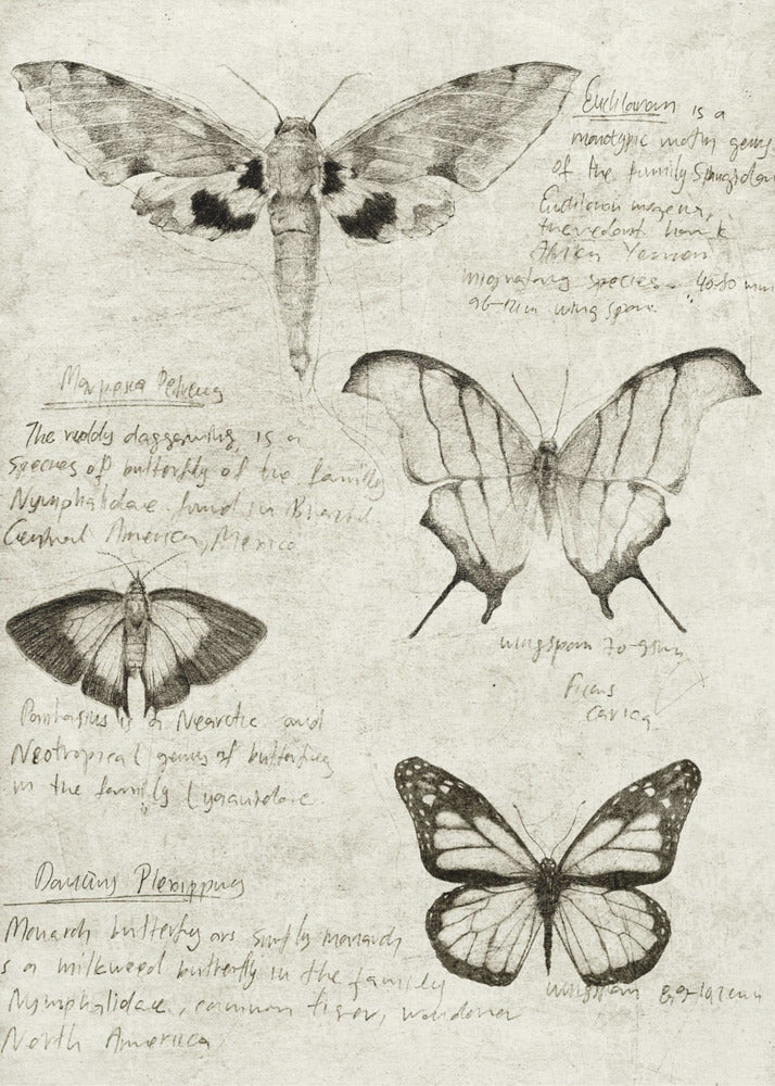 Butterfly Illustrations | Canvas