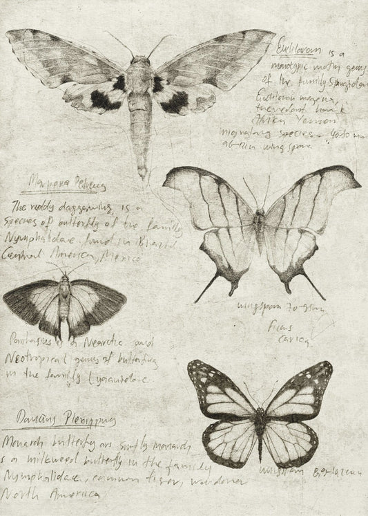 Butterfly Illustrations | Canvas