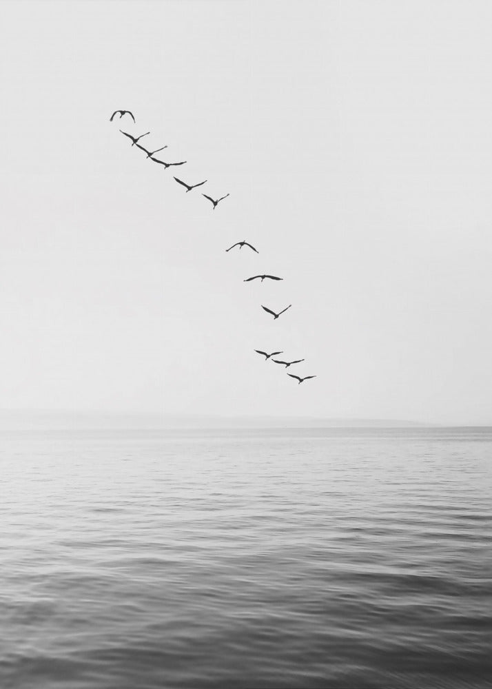 Flying Birds | Poster