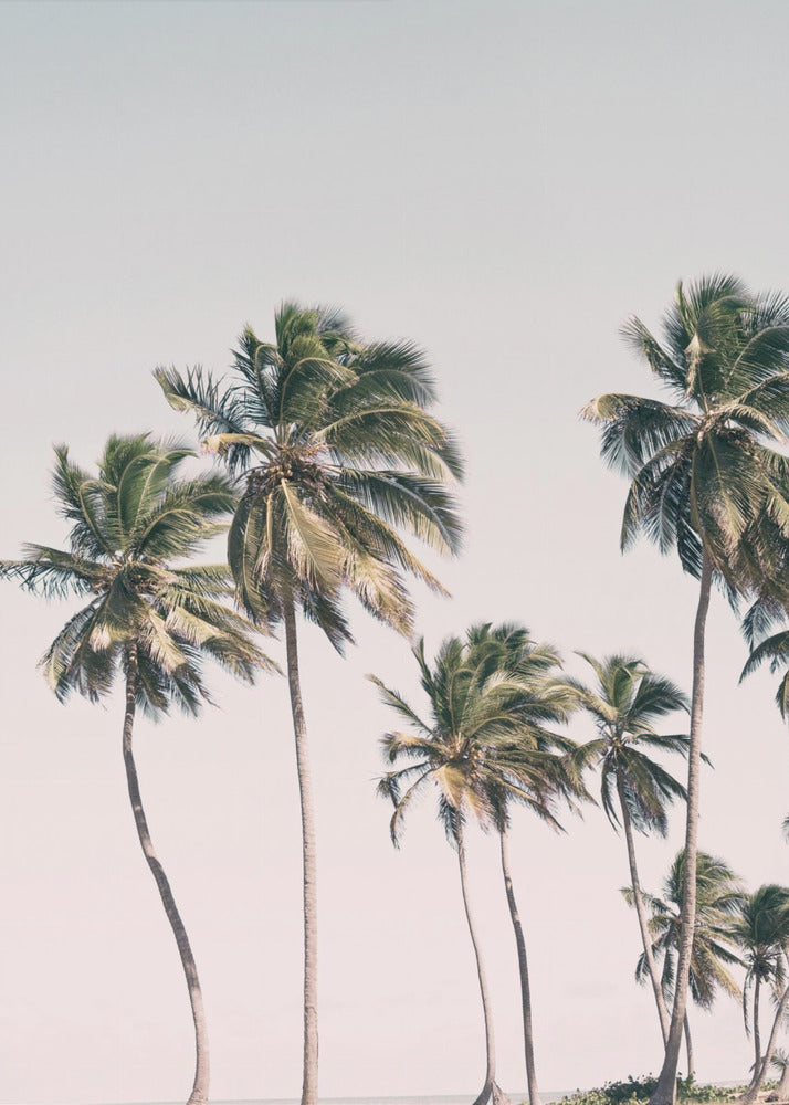 Blush Tropical Trees | Poster